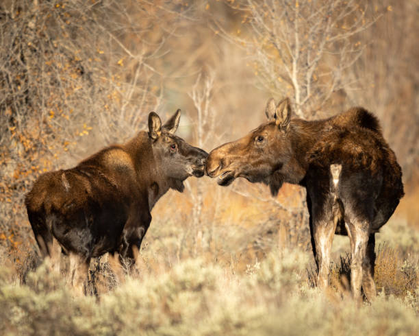 istock Mother moose shows affection towards baby 1454296908