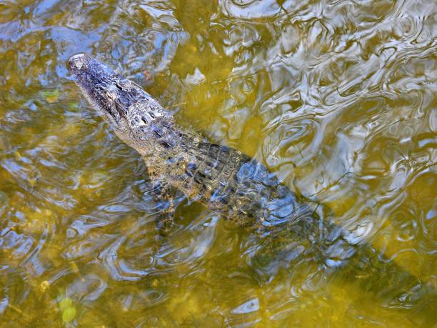 alligator d’amérique (alligator mississippiensis) - juvénile se reposant dans un lac - directly above outdoors alligator florida photos et images de collection