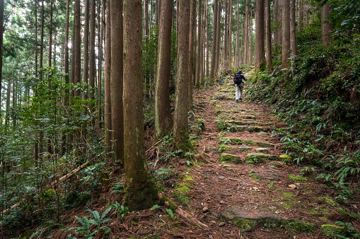 Tourist walking the Kumano Kodo trail on stone steps. Kumano Kodo is a series of ancient pilgrimage routes that crisscross the Kii Hanto peninsula of Japan.