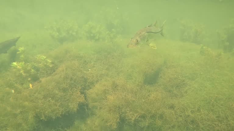 Alligator Gar - Mullet - Snook Fish