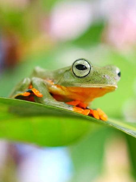 istock Eye of Flying Frog 1454299338