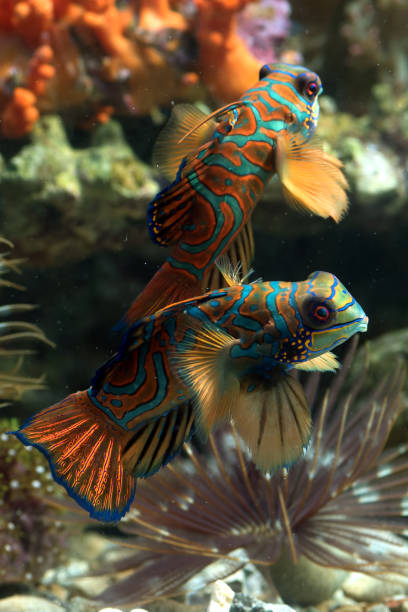 istock Mandarin fish with coral background 1454303249