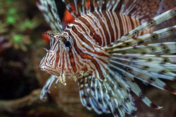 Poisonous lion fish showing its sharp fins