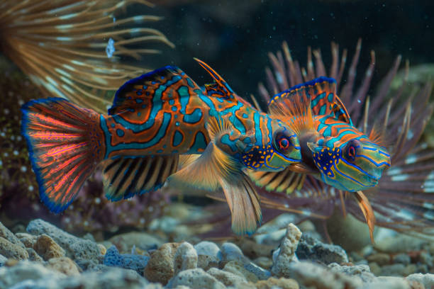 istock Mandarin fish with coral background 1454303259