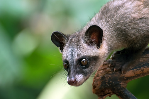 The Asian palm civet (Paradoxurus hermaphroditus), also called common palm civet, toddy cat and musang, is a viverrid native to South and Southeast Asia.