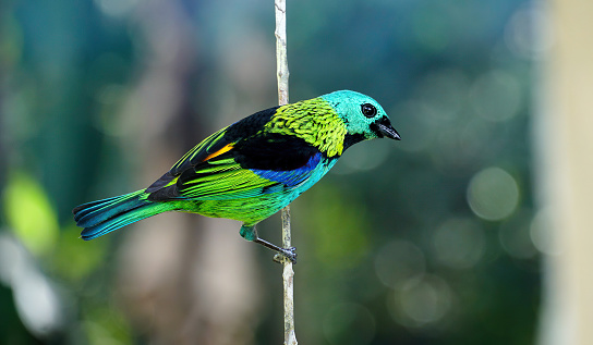 Saíra-sete-cores, typical bird of the Brazilian Atlantic Forest