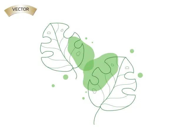 Vector illustration of Monstera leaf Minimal Cartoon Art in White Background.