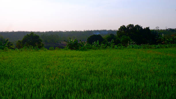 istock Green Rice Plants with Sunny Weather 1454307874