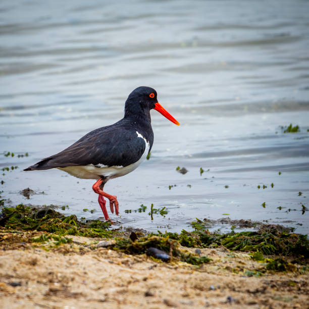 Black and white Oystercatcher feeding in the ocean