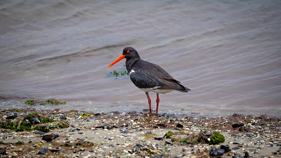 Black and white Oystercatcher feeding in the ocean