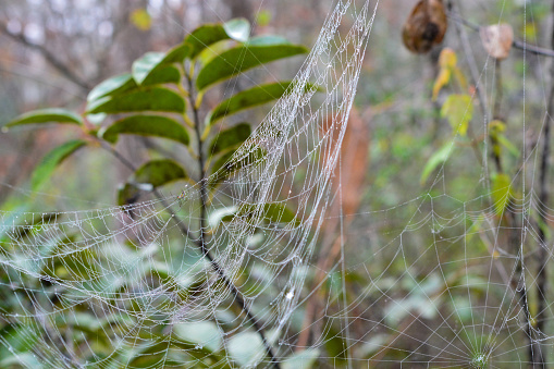 macro shot of a spider net in the forest, wildlife predator concept