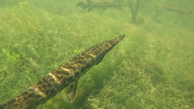 Alligator Gar - Mullet - Snook Fish