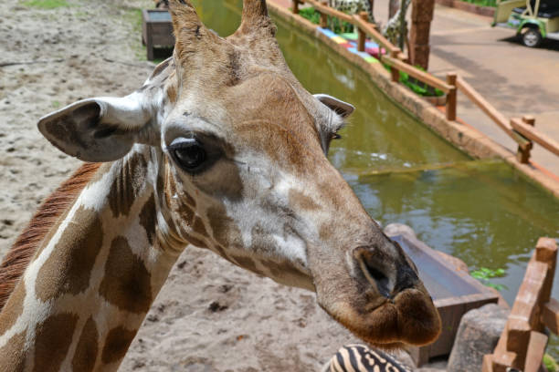 giraffe in zoo, nature reserve