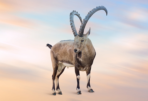 Alpine Ibex. Beautiful sky with cloud  before sunset.male animal with long horns