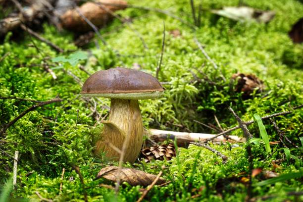 Boletus Pinophilus mushroom growing on lush green moss stock photo