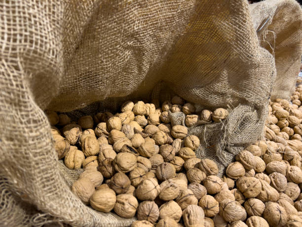 istock Walnuts in Shell Out of a Burlap Sack 1454313654