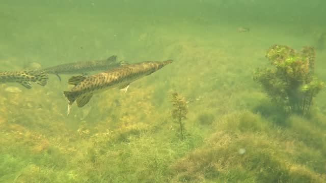 Alligator Gar - Mullet - Snook Fish