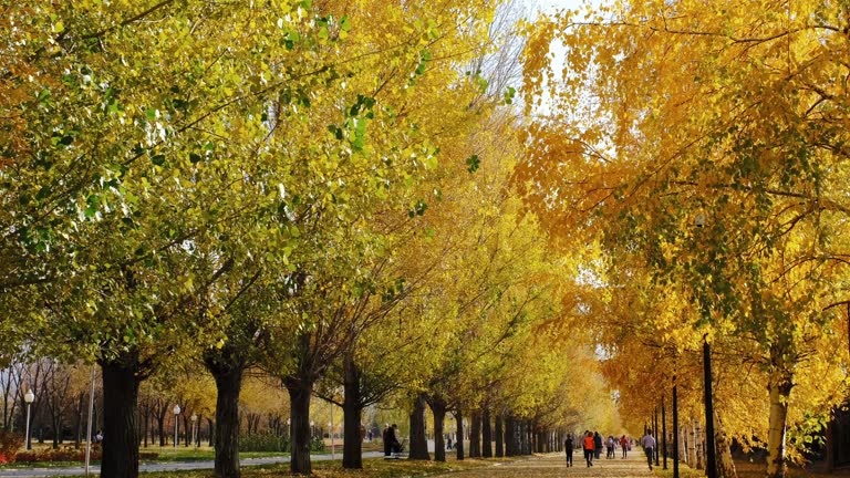 City Alley Autumn Park Season