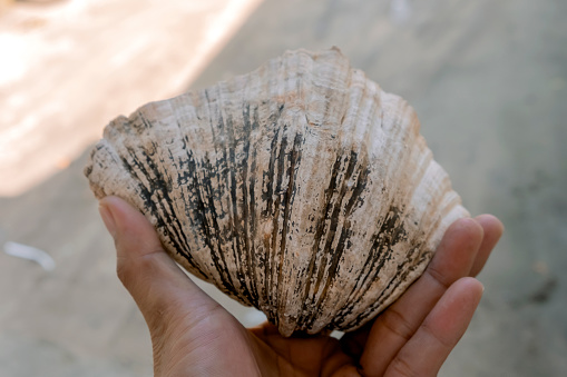 Big seashell in human hand