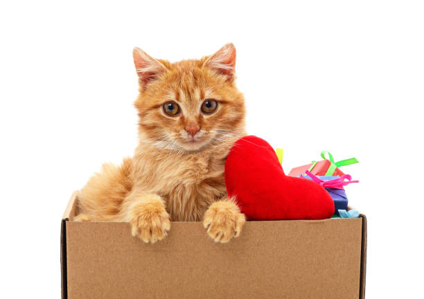 istock Kitten in a box with a heart and gifts. 1454319943