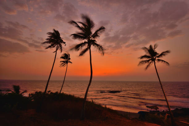 istock Sunset over Ozran Beach in Vagator, Goa with coconut trees in the background. 1454320660