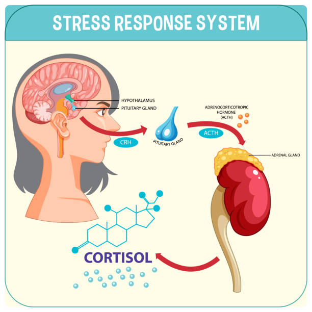 Stress In Brain 270+ Stress Response Brain Stock Illustrations, Royalty-Free Vector ...
