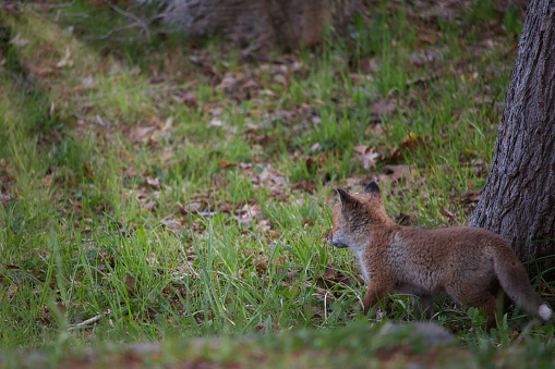 A baby fox playing in a forest clearing walking towards sunbeams