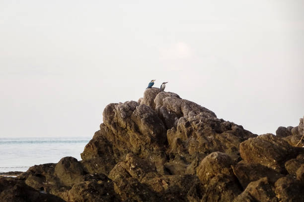 Sacred Kingfisher on the rocks two Cekakak or Sacred Kingfisher (Todiramphus sanctus) perched on large rocks by the beach todiramphus sanctus stock pictures, royalty-free photos & images