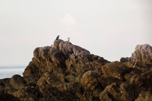 istock Sacred Kingfisher on the rocks 1454323974