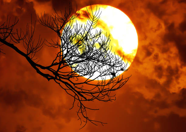 Full blood moon back silhouette tree branches, dark sky. Silhouette tree branches, full blood moon.