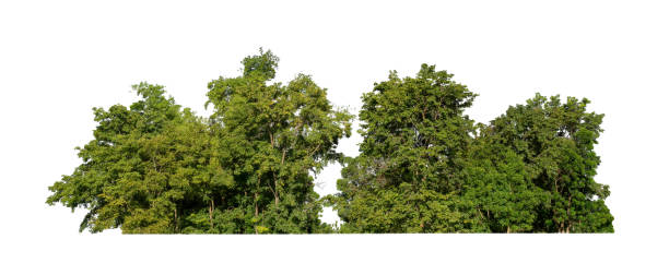 istock Forest and foliage in summer for both printing and web pages isolated on white background 1454325724