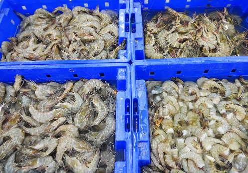 Fresh shrimps in the blue boxes. Fish market