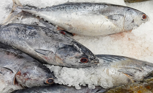 Fresh tuna on ice in a market