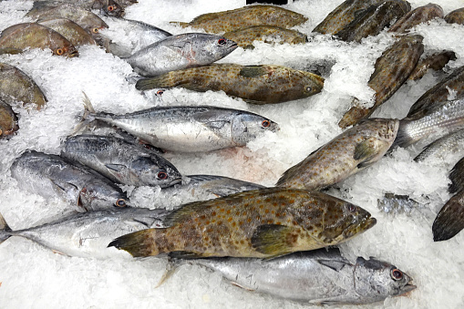 Grouper and tuna on ice, fish market