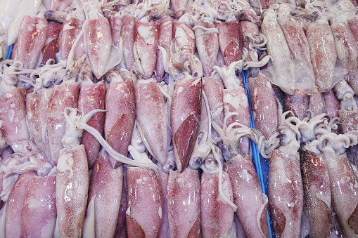 Fresh squids in a market