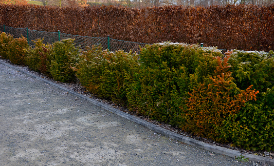 yew hedges can be shaped even very narrow ones. it grows slowly and can withstand a deeper cut into older branches. perfect barrier from a neighbor, hornbeam, gate, wire fence, playground, maze, bacata, cuspidata, carpinus betulus, taxus