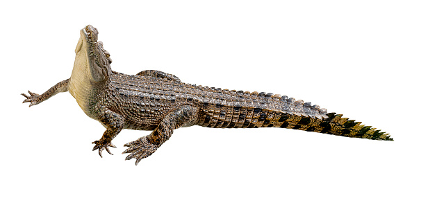 Crocodile isolated on white background with clipping path