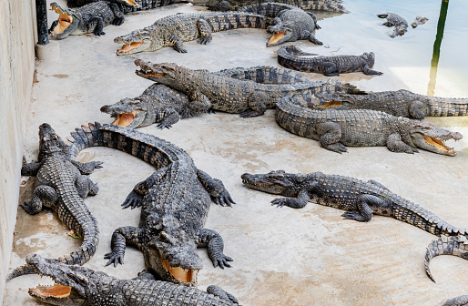 Many crocodiles in the zoo