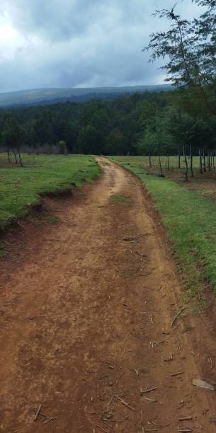 istock Dirt trail leading to a forest 1454327197
