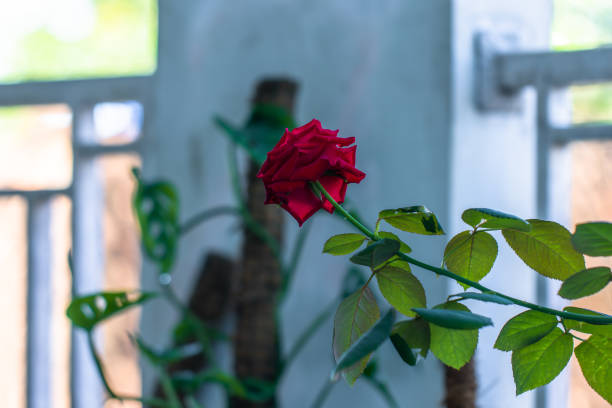 A red rose in bloom has fresh green leaves, blurred foliage background and natural light