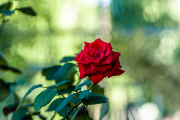 A red rose in bloom has fresh green leaves, blurred foliage background and natural light