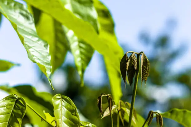 Tabebuia plant shoots with wide leaves are fresh green in the morning, bright sky background in sunny weather