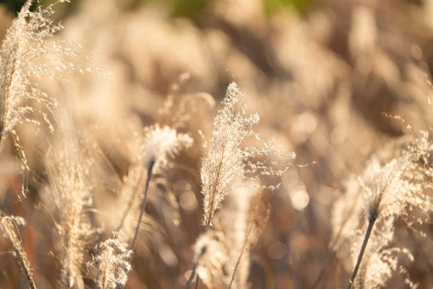 istock pampas grass glowing in golden colors 1454328218