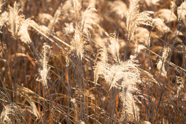 istock pampas grass glowing in golden colors 1454328228
