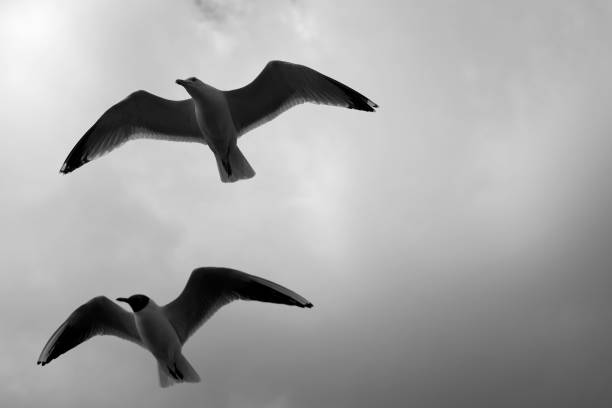 istock Grayscale shot of the flying seagulls 1454328321