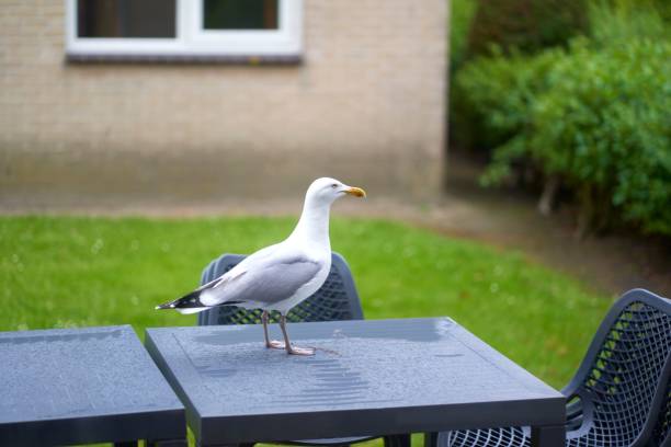 istock Closeup shot of a seagull perched on the table 1454328324