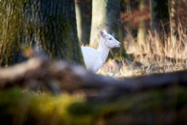 istock Closeup shot of a white deer in the forest 1454328514