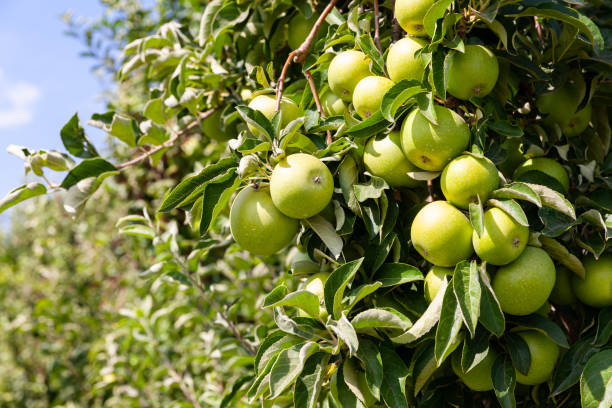 istock Apples tree branches with ripe fruits 1454328809