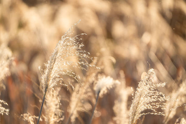 istock pampas grass glowing in golden colors 1454328821