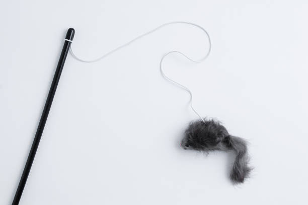 istock Toy teaser for a cat. Mouse on an elastic band with a holder. White background. 1454328823